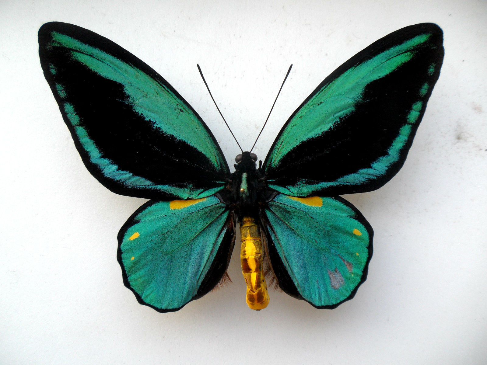 ORNITHOPTERA AESACUS MOSAIC GYNANDROMORPH 1 (Internet Image property of respective owner, non-commercial use only)